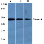 Wnt-1 (G331) pAb