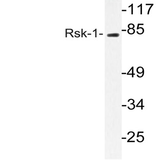 Rsk-1 (E567) pAb