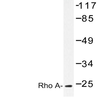 Rho A (R182) pAb