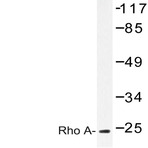 Rho A (R182) pAb