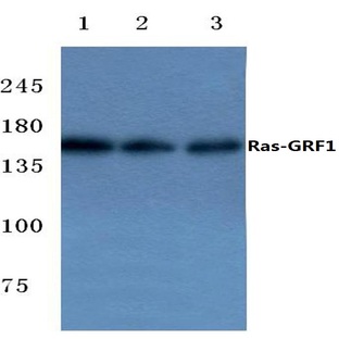 Ras-GRF1 (F912) pAb