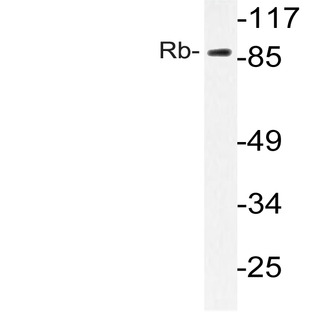 Rb (S807) pAb