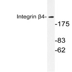 Integrin (beta)4 (L1506) pAb