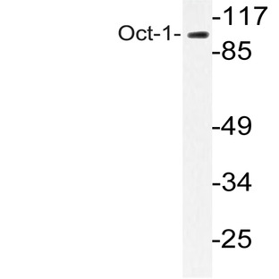 Oct-1 (K381) pAb