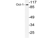 Oct-1 (K381) pAb