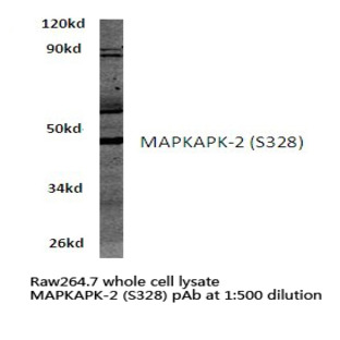 MAPKAPK-2 (S328) pAb