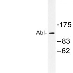 ABL1 (A198) pAb