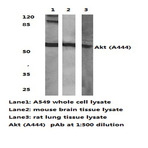 AKT (A444) pAb