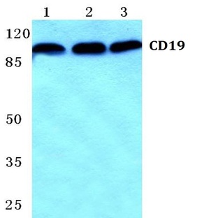 CD19 (E525) pAb