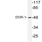 DOR-1 (R356) pAb