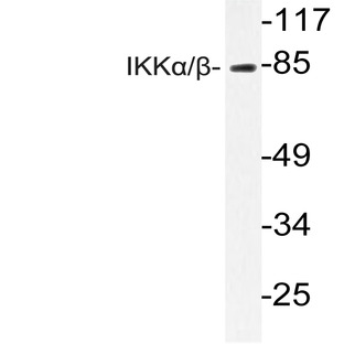 IKK(alpha)/(beta) (D173) pAb