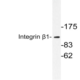 Integrin (beta)1 (I782) pAb