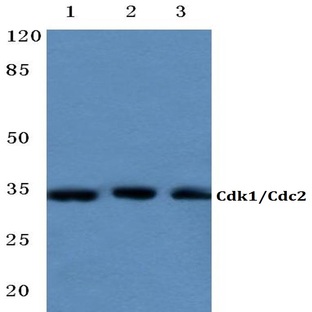 Cdk1/Cdc2 (E8) pAb