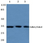 Cdk1/Cdc2 (E8) pAb