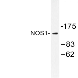 NOS1 (Y846) pAb