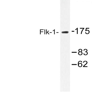 VEGFR2/Flk-1 (I1053) pAb