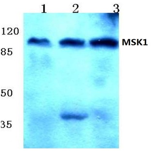 MSK1 (Q577) pAb