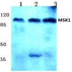 MSK1 (Q577) pAb