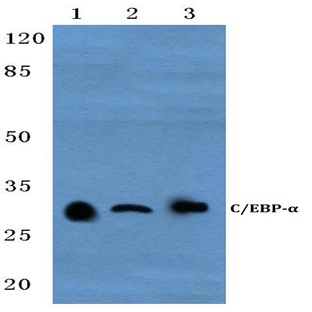 C/EBP-(alpha) (P218) pAb