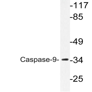 Caspase 9 (A149) pAb