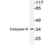 Caspase 9 (A149) pAb