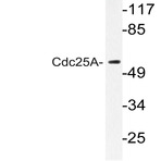 Cdc25A (K120) pAb