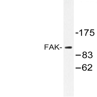 FAK (E393) pAb