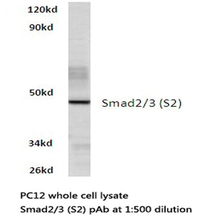 Smad2/3 (S2) pAb