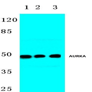 AURKA (Y338) pAb