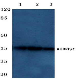 AURKB/C (K197) pAb