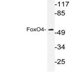 FoxO4 (K447) pAb