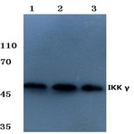 IKK(gamma) (H81) pAb