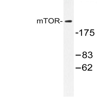 mTOR (S2442) pAb