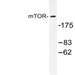 mTOR (S2442) pAb