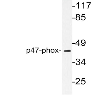 p47-phox (P300) pAb