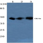 Casein Kinase I(alpha) (Q317) pAb