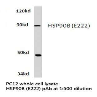 HSP90B (E222) pAb