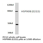 HSP90B (E222) pAb