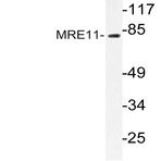 MRE11 (L260) pAb