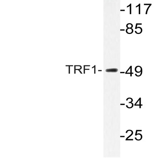 TRF1 (L215) pAb