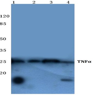 TNF-(alpha) (Q178) pAb