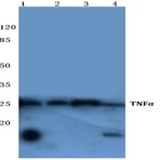 TNF-(alpha) (Q178) pAb