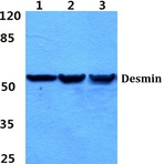 Desmin (V56) pAb