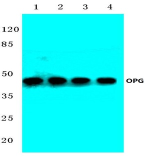 OPG (P25) pAb