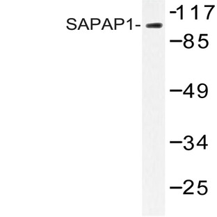 SAPAP1 (E817) pAb