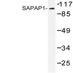 SAPAP1 (E817) pAb