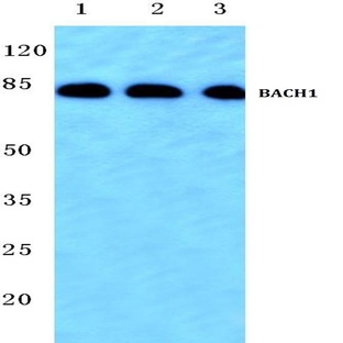 BACH1 (L160) pAb