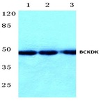 BCKDK (E41) pAb