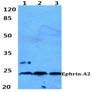 Ephrin-A2 (N33) pAb