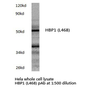 HBP1 (L468) pAb